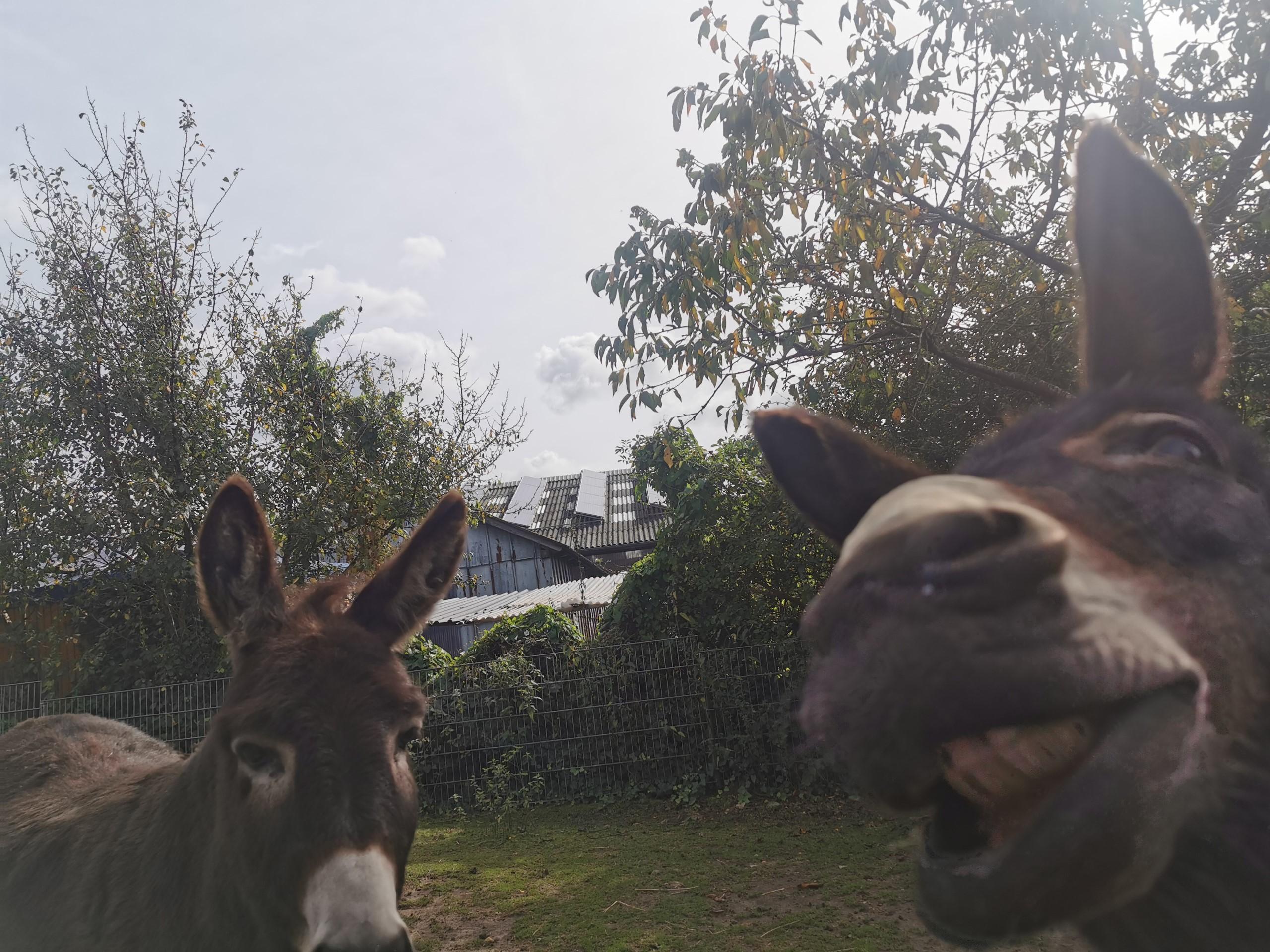 zwei Esel Gesichter